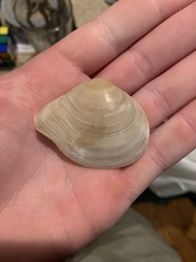 Austromacoma constricta
