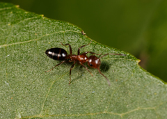 Colobopsis