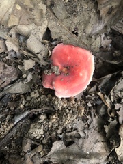 Russula