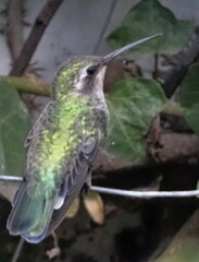 Cynanthus latirostris