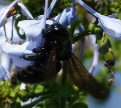 Xylocopa