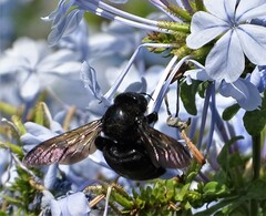 Xylocopa