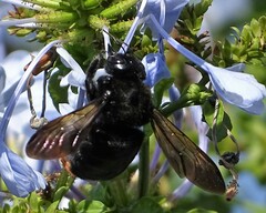 Xylocopa