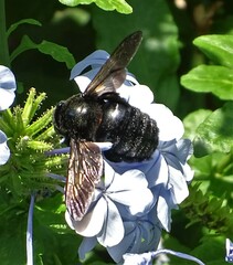 Xylocopa