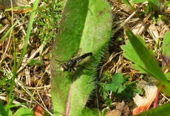 Cyrtopogon