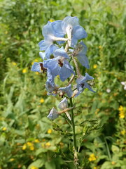 Delphinium cultorum