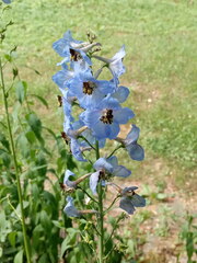 Delphinium cultorum