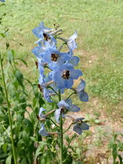 Delphinium cultorum