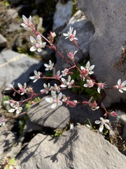 Micranthes stellaris