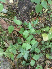 Spiraea chamaedryfolia
