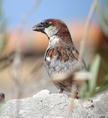 Passer domesticus