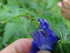 Aconitum fukutomei