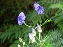 Aconitum fukutomei