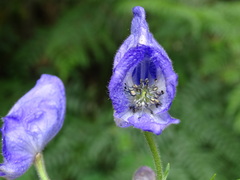 Aconitum fukutomei
