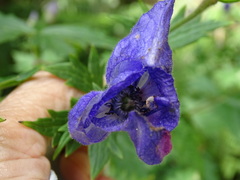 Aconitum fukutomei