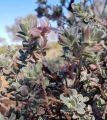 Eremophila forrestii