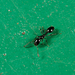 Common Trailing Ant - Photo (c) Meghan Cassidy, some rights reserved (CC BY-SA), uploaded by Meghan Cassidy