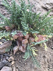 Astragalus lentiginosus semotus
