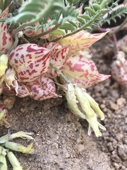 Astragalus lentiginosus semotus
