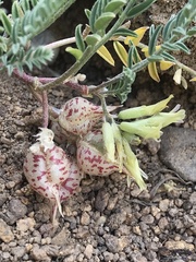 Astragalus lentiginosus semotus