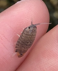 Cirolana harfordi