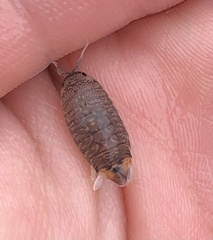 Cirolana harfordi