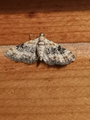 Eupithecia linariata