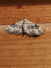 Eupithecia linariata