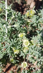 Maireana pyramidata