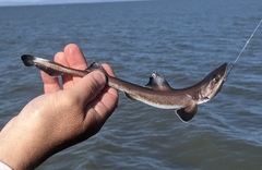Mustelus henlei