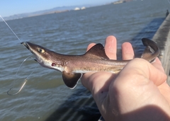 Mustelus henlei