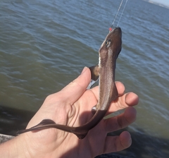 Mustelus henlei