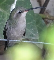 Cynanthus latirostris