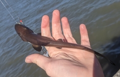 Mustelus henlei