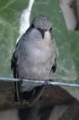 Cynanthus latirostris