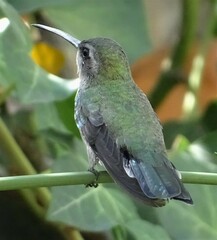 Cynanthus latirostris