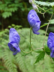 Aconitum fukutomei