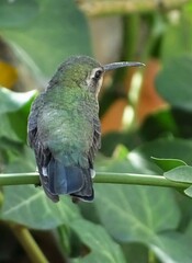 Cynanthus latirostris