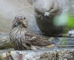 Haemorhous mexicanus