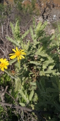Senecio adenotrichius