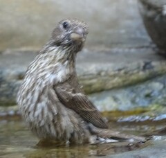 Haemorhous mexicanus