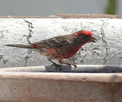 Haemorhous mexicanus