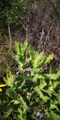 Senecio adenotrichius