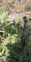 Senecio adenotrichius