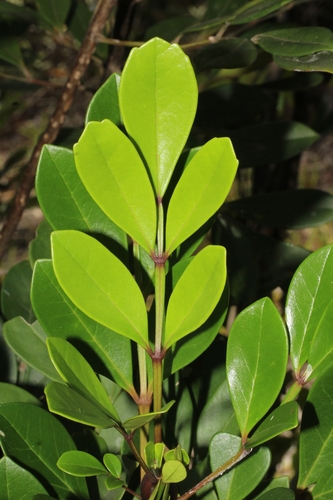 Rhodocolea racemosa image