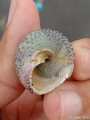 Trochus radiatus