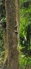 Varanus