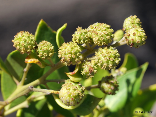 Conocarpus erectus observed 2022-05-16