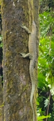 Varanus