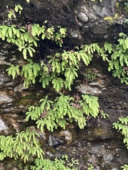 Adiantum aleuticum subpumilum
